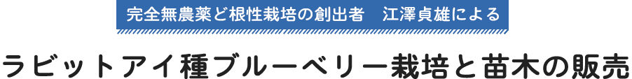 ラビットアイ種ブルーベリー栽培と苗木の販売