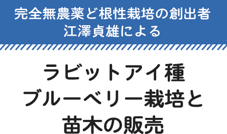 ラビットアイ種ブルーベリー栽培と苗木の販売